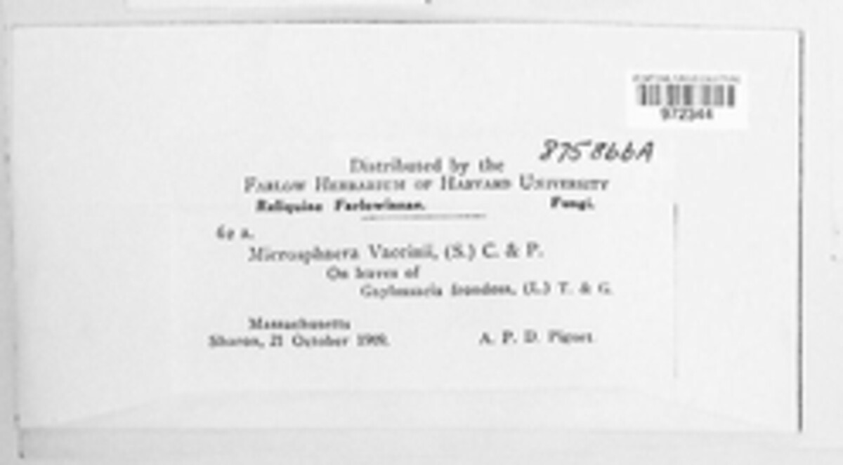 Microsphaera vaccinii image